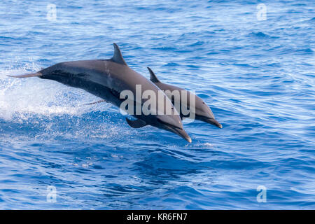 Pantropical Spotted Dolphin (Stenella attenuata) jumping e socializzare vicino alla nostra barca Foto Stock