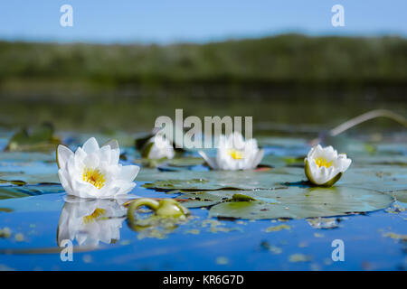 White Water Lilies in un stagno Foto Stock