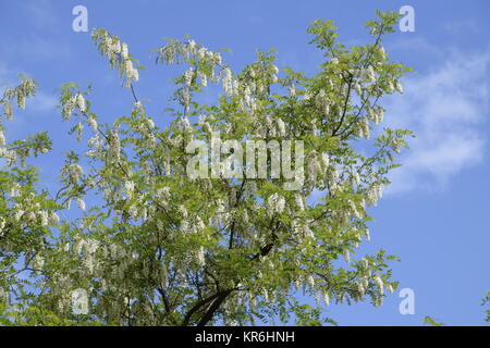 Fioritura acacia di uva bianca Foto Stock