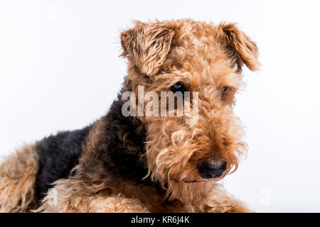 Airedale Terrier dalla parte anteriore,close-up Foto Stock