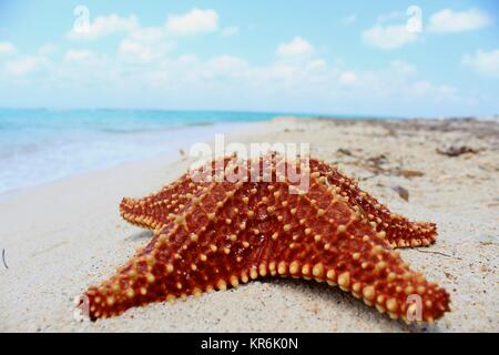 Una stella di mare nella spiaggia di una bella chiave del Belize Foto Stock