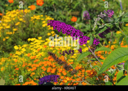 Buddleia - butterflybush e coloratissimi fiori estivi Foto Stock