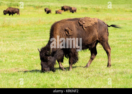 Bisonti americani(Bison bison) semplicemente buffalo Foto Stock