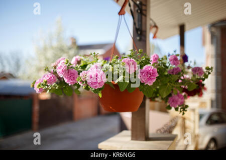 Vaso di fiori penzolante dal tetto della casa. Foto Stock