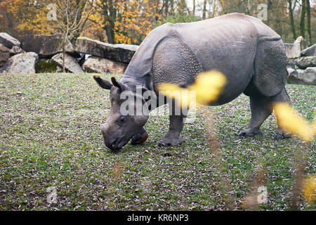 Giovani il rinoceronte indiano (Rhinoceros unicornis), chiamato anche il superiore di un corno di rinoceronte e grande rinoceronte indiano Foto Stock