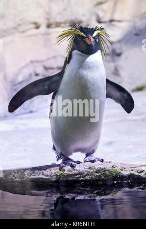 Nord pinguino saltaroccia (Eudyptes moseleyi), noto anche come Moseleys pinguino saltaroccia, o Moseley il pinguino Foto Stock