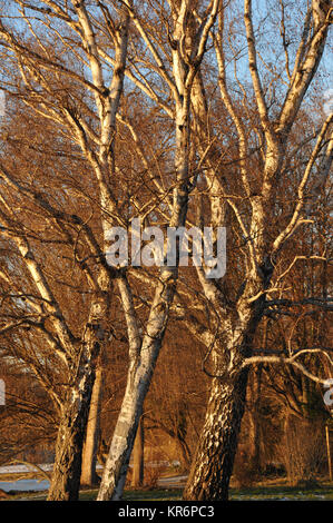 Alberi in Hannover Foto Stock