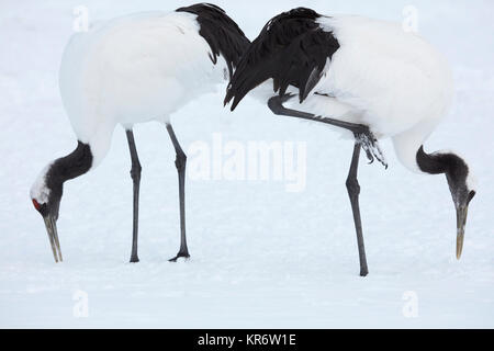 Red-Crowned gru (grus japonensis) in piedi nella neve in inverno. Foto Stock