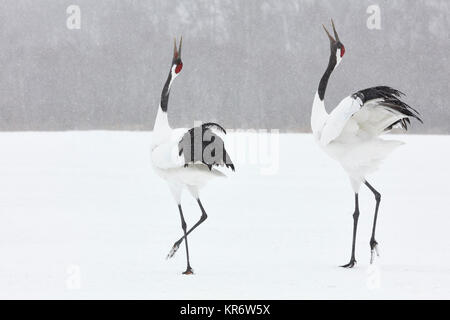 Red-Crowned gru (grus japonensis) in piedi nella neve in inverno. Foto Stock