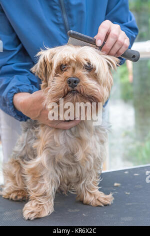 La pettinatura Yorkshire terrier cane. Verticalmente. Foto Stock