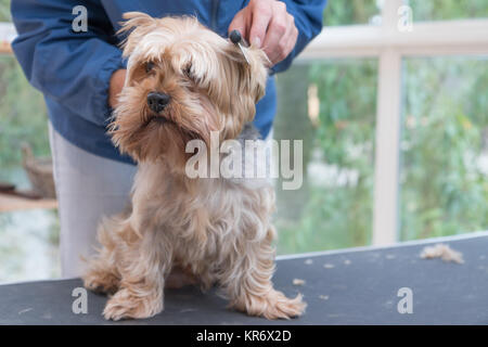 La pettinatura Yorkshire terrier cane. Orizzontalmente. Foto Stock