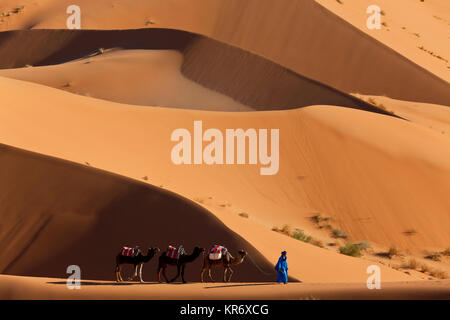 Il Tuareg uomo porta camel train attraverso il deserto del Sahara. Foto Stock