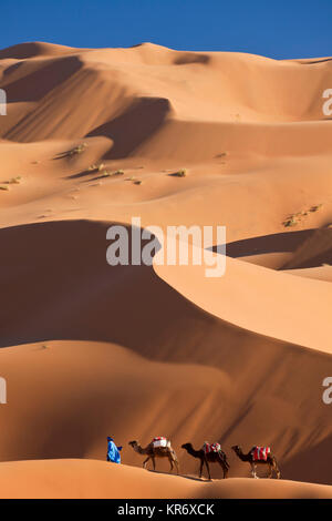 Il Tuareg uomo porta camel train attraverso il deserto del Sahara. Foto Stock