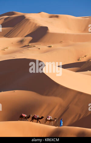 Il Tuareg uomo porta camel train attraverso il deserto del Sahara. Foto Stock