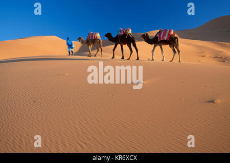 Il Tuareg uomo porta camel train attraverso il deserto del Sahara. Foto Stock