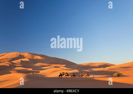 Il Tuareg uomo porta camel train attraverso il deserto del Sahara. Foto Stock