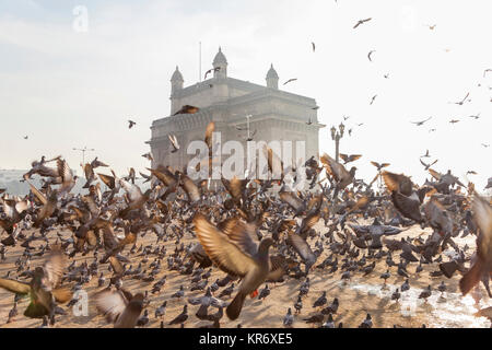 Grande gregge di piccioni su uno spazio aperto con arch monumento in background. Foto Stock