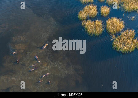 Vista aerea della mandria di ippopotamo in un fiume. Foto Stock