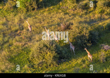Vista aerea di cinque giraffe camminare in linea attraverso il lussureggiante delta. Foto Stock