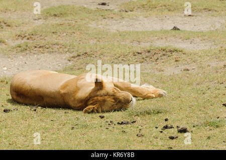 Primo piano di un Leone di orgoglio (nome scientifico: Panthera leo, o 'Simba' in Swaheli) immagine presa su Safari situato nel Serengeti/Tarangire, Lago Manyara Foto Stock