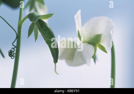 Il sudore pea Lathyrus odoratus, vicino che mostra entrambi i pod di seme e fiore. Foto Stock