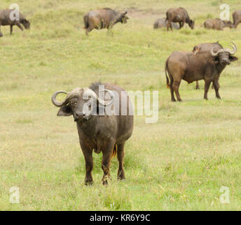 Primo piano della Buffalo (nome scientifico: Syncerus caffer o 'Nyati o Mbogo' in Swaheli) immagine presa su Safari situato nel Serengeti/Tarangire, lago Ma Foto Stock