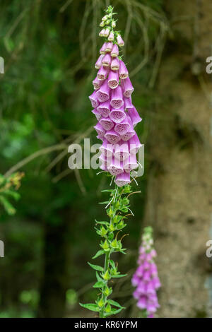 Foxglove comune fiori in vegetazione naturale ambiance Foto Stock