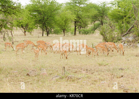 Allevamento di Impala (nome scientifico: Aepyceros melampus, o "WALA pala' in Swaheli) immagine presa su Safari situato nel Parco Nazionale del Serengeti, Tanzani Foto Stock