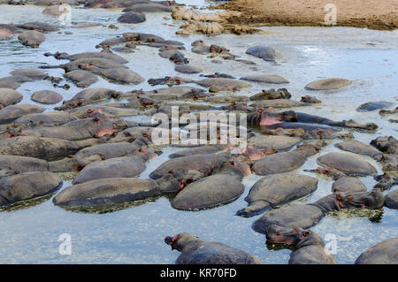 Primo piano di ippopotamo (nome scientifico: Hippopotamus amphibius, o 'Kiboko' in Swaheli) immagine presa su Safari situato nel Parco Nazionale del Serengeti Foto Stock