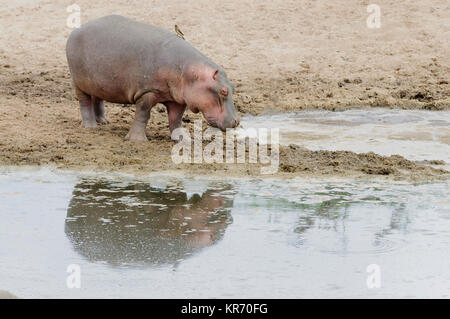 Primo piano di ippopotamo (nome scientifico: Hippopotamus amphibius, o 'Kiboko' in Swaheli) immagine presa su Safari situato nel Parco Nazionale del Serengeti Foto Stock