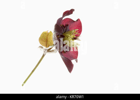 L'elleboro, aprire il veratro nero testa di fiori su uno stelo in vista di lato e con una seconda fiore in vista posteriore, contro un puro sfondo bianco. Foto Stock