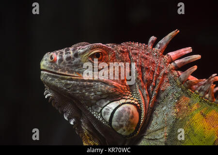 Close up ritratto di iguana verde sul maschio nero Foto Stock