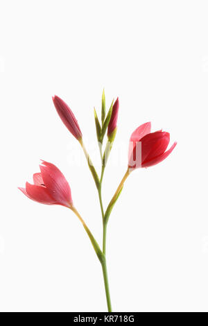 Giglio Kaffir, Schizostylis coccinea, apertura deep pink le teste dei fiori su un unico stelo con filamenti e stame sparato contro un puro sfondo bianco. Foto Stock