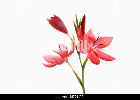 Giglio Kaffir, Schizostylis coccinea, aprire deep pink le teste dei fiori su un unico stelo con filamenti e stame sparato contro un puro sfondo bianco. Foto Stock