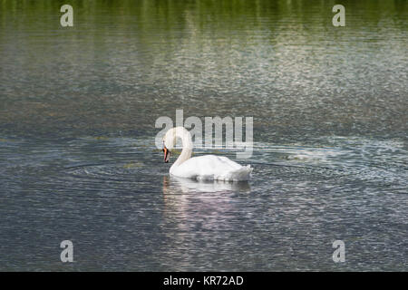 Cigno - Cygnus olorIn nuoto nel lago di acqua acqua con parco circostante e alberi. Foto Stock