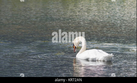 Cigno - Cygnus olorIn nuoto nel lago di acqua acqua con parco circostante e alberi. Foto Stock