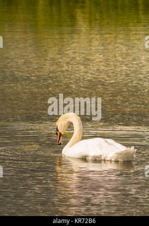 Cigno - Cygnus olorIn nuoto nel lago di acqua acqua con parco circostante e alberi. Foto Stock