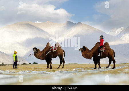 Madre e figlio in sella a doppia gobba cammelli e attraversando il deserto nella Valle di Nubra, Ladakh, Jammu e Kashmir India Foto Stock