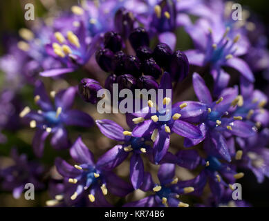 Squill portoghese, Scilla peruviana, Viola fiori colorati crescente all'aperto. Foto Stock