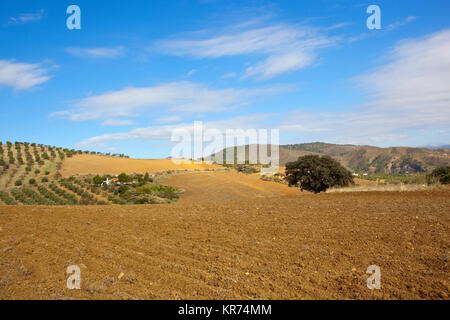 Seminativi spagnolo di campi arati in paesaggio ondulato con oliveti e le montagne in andalucia sotto un azzurro cielo nuvoloso Foto Stock