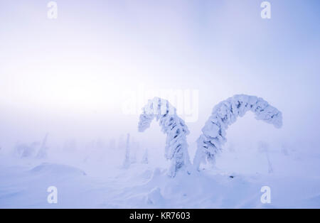 Alberi congelati in riisitunturi, Lapponia in inverno Foto Stock