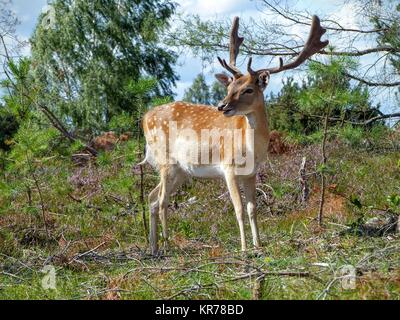 Daini gira intorno ad ispezionare il suo ambiente Foto Stock