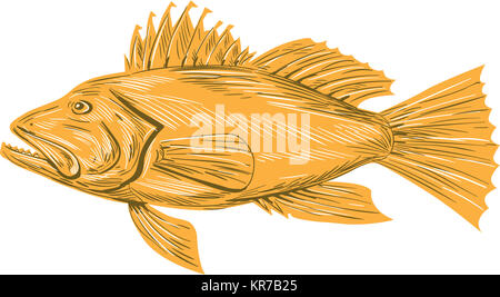 Black Sea Bass disegno Foto Stock