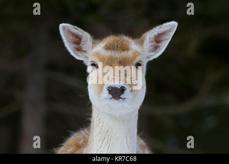 Daini pone in un campo invernale in Canada Foto Stock