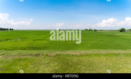 Vista aerea del campo di riso erba verde blu cielo nuvoloso cloud sullo sfondo del paesaggio Foto Stock