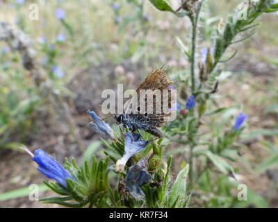 Idas blue butterfly con un male ala danneggiata Foto Stock