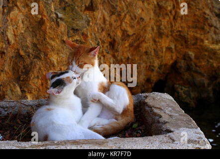 Gattino giovane toelettatura ogni altro presso il porto di Sivota. Foto Stock