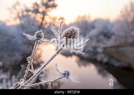 Close up congelati piante Teasel accanto a un fiume in Inghilterra, Regno Unito Foto Stock