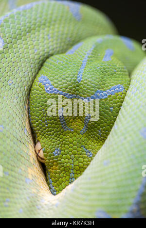 Green Tree Python (Morelia viridis) appesi sul ramo in attesa di prede. Sembra essere peaking dalla protezione delle sue spire. Foto Stock