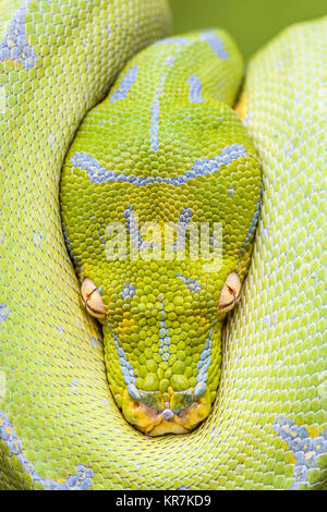 Green Tree Python (Morelia viridis) appesi sul ramo in attesa di prede. Sembra essere peaking dalla protezione delle sue spire. Foto Stock